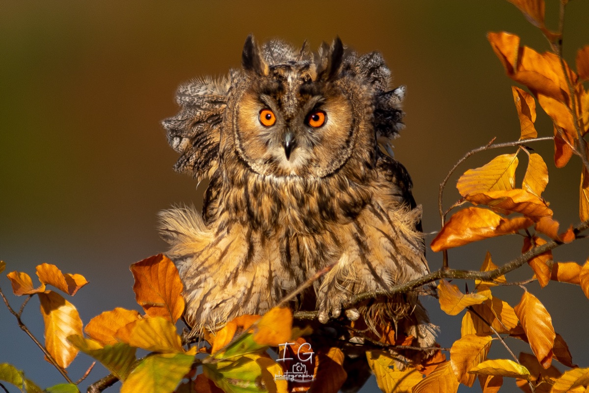 1DX43957 21 november 2021 1344 34